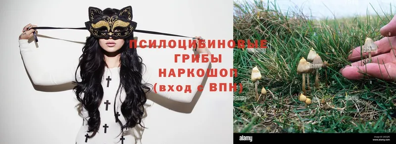 Галлюциногенные грибы Psilocybe  Качканар 